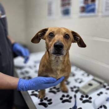 Rescue Dachshund Dogs for Adoption in Incline Village, Nevada - Gerard | PetCurious