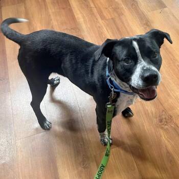 WALLY -  Labrador Retriever and Mixed Breed Dog for Adoption in St. Louis, Missouri - WALLY | PetCurious