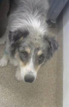 Australian Cattle Dog Blue Heeler and Mixed Breed Dogs Available for Adoption in Albuquerque, New Mexico - ABBY | PetCurious