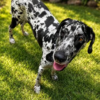 Caroline - Sweetest Girl, Affectionate, Charming and Great with  -  Great Dane and Catahoula Leopard Dog Dog for Adoption in Houston, Texas - Caroline - Sweetest Girl, Affectionate, Charming And Great With  | PetCurious