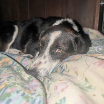 Rescue Beagle Dogs for Adoption in Melbourne, Kentucky - Fern | PetCurious