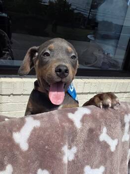Snape -  Doberman Pinscher and Black Labrador Retriever Dog for Adoption - Snape | PetCurious