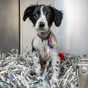 Parson Russell Terrier and Mixed Breed Dogs Available for Adoption in St. Louis, Missouri - ALAN | PetCurious