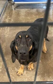 Rescue Bloodhound Dogs for Adoption - Colt | PetCurious