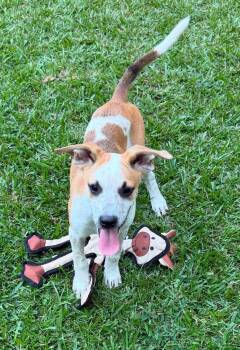 Mayo -  Mixed Breed Dog for Adoption in Northwood, New Hampshire - Mayo | PetCurious
