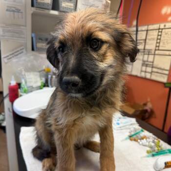 Shepherd and Mixed Breed Dogs Available for Adoption in Flagstaff, Arizona - GusGus | PetCurious