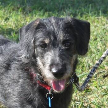 Travis -  Fox Terrier and Mixed Breed Dog for Adoption in Elk Grove Village, Illinois - Travis | PetCurious