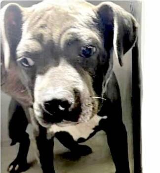 Pit Bull Terrier Dogs Available for Adoption in Houston, Texas - A655070 | PetCurious