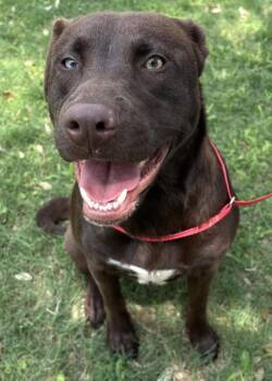 KISSES -  Labrador Retriever Dog for Adoption in Texas City, Texas - KISSES | PetCurious