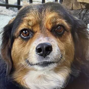Beagle and Black Labrador Retriever Dogs Available for Adoption in South Elgin, Illinois - Cooper - Home To Home | PetCurious