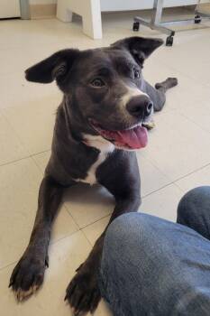 Black Labrador Retriever and American Staffordshire Terrier Dogs Available for Adoption in West Jefferson, Ohio - Bear | PetCurious