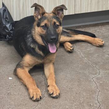 Patten -  German Shepherd Dog Dog for Adoption in Chattanooga, Tennessee - Patten | PetCurious