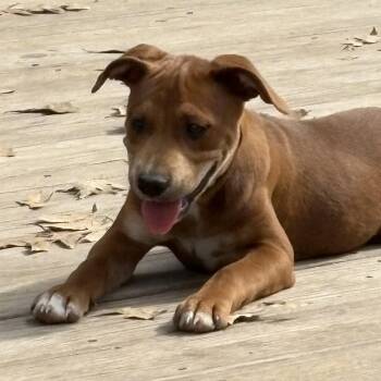 Pit Bull Terrier and Mixed Breed Dogs Available for Adoption - Cygnus | PetCurious