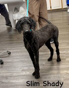 Standard Poodle Dogs Available for Adoption - Slim Shady  | PetCurious