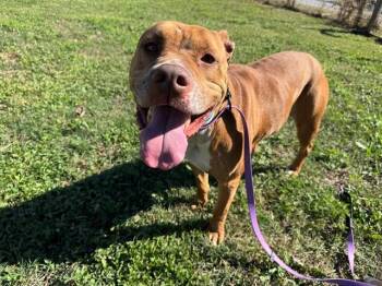 Rescue Pit Bull Terrier and Mixed Breed Dogs for Adoption in Ocala, Florida - VENUS | PetCurious