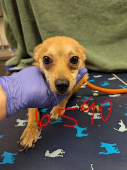 Chihuahua Dogs Available for Adoption - NUGGET | PetCurious