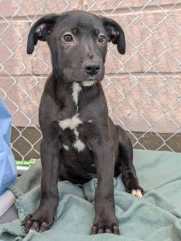 Jethro -  Mixed Breed Dog for Adoption in Huntsville, Alabama - Jethro | PetCurious