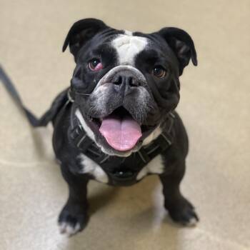 Gemma -  American Bulldog and Mixed Breed Dog for Adoption in Riverside, California - Gemma | PetCurious