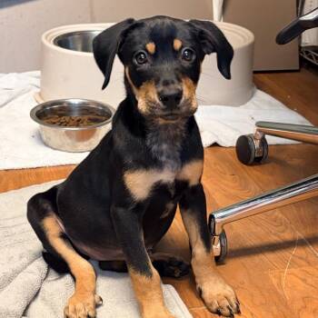Roxy 2314 -  Mixed Breed Dog for Adoption in Kansas City, Missouri - Roxy 2314 | PetCurious
