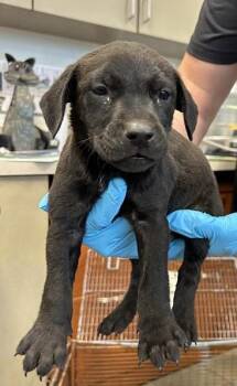 Terrier Dogs Available for Adoption in San Antonio, Texas - JETHRO | PetCurious