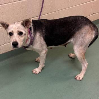 HAZEL -  Mixed Breed Dog for Adoption in Memphis, Tennessee - HAZEL | PetCurious