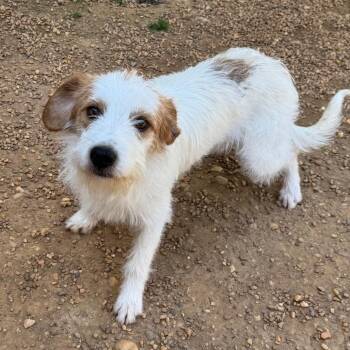 Wirehaired Terrier Dogs Available for Adoption in Fredericksburg, Virginia - Flamin