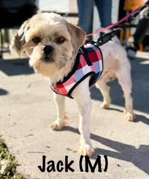 Jack -  Shih Tzu and Maltese Dog for Adoption in Avondale, Pennsylvania - Jack | PetCurious