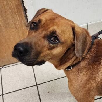 Rescue Mixed Breed Dogs for Adoption in Charleston, West Virginia - Toby | PetCurious