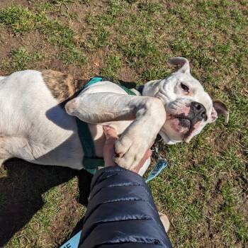 Milo -  Mixed Breed Dog for Adoption in Fairport, New York - Milo | PetCurious