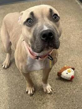Abigail -  Pit Bull Terrier Dog for Adoption in Cleveland, Ohio - Abigail | PetCurious