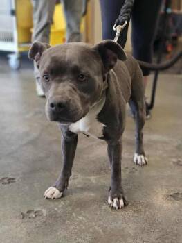 Rescue Pit Bull Terrier Dogs for Adoption in Rockwall, Texas - Found Stray: Dakota | PetCurious