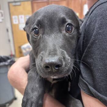 Labrador Retriever and Mixed Breed Dogs Available for Adoption in Tupelo, Mississippi - Monsoon - 042302U | PetCurious