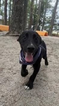 Morty -  Mixed Breed Dog for Adoption in Georgetown, South Carolina - Morty | PetCurious