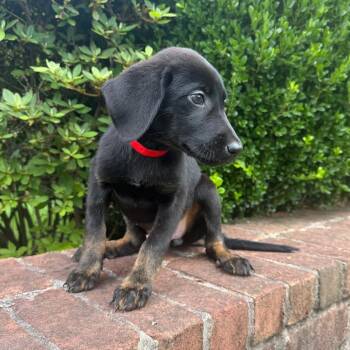Redbone Coonhound and Mixed Breed Dogs Available for Adoption in Brownsboro, Alabama - Minnie | PetCurious