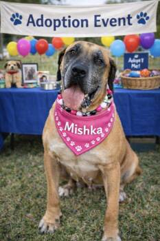 Mastiff Dogs Available for Adoption - Mishka  | PetCurious