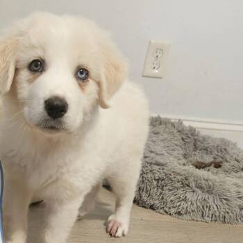 Great Pyrenees and Australian Shepherd Dogs Available for Adoption in Myrtle Beach, South Carolina - Lilo | PetCurious