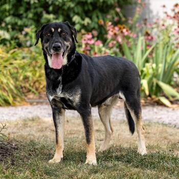 Banner -  Golden Retriever and German Shepherd Dog Dog for Adoption in Council Bluffs, Iowa - Banner | PetCurious