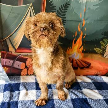 Candy -  Shih Tzu Dog for Adoption in Tylertown, Mississippi - Candy | PetCurious