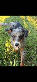 Smokey -  Australian Shepherd Dog for Adoption in Vale, North Carolina - Smokey | PetCurious
