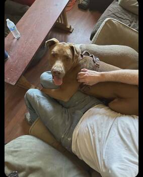 Labrador Retriever and Pit Bull Terrier Dogs Available for Adoption - Jack | PetCurious