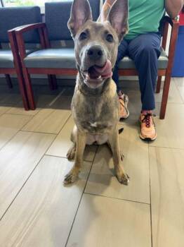 Matcha Latte - 3 -  German Shepherd Dog and Pit Bull Terrier Dog for Adoption in Daytona Beach, Florida - Matcha Latte - 3 | PetCurious