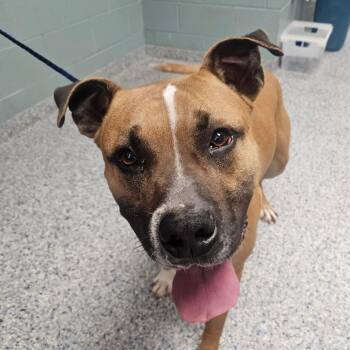 Mastiff Dogs Available for Adoption in Greenville, South Carolina - Houndini | PetCurious