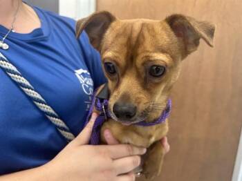FUDGE ROUND -  Chihuahua Dog for Adoption in Ocala, Florida - FUDGE ROUND | PetCurious