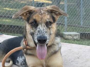 Bud -  Mixed Breed Dog for Adoption in Georgetown, Texas - Bud | PetCurious