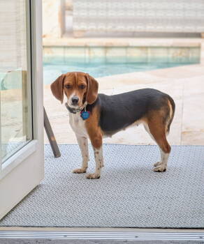 Rescue Beagle Dogs for Adoption in Odessa, Florida - Sprite | PetCurious