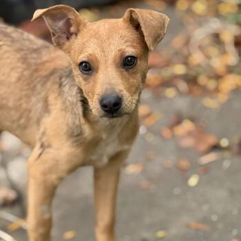 Rescue Terrier and Australian Cattle Dog Blue Heeler Dogs for Adoption in Amarillo, Texas - Marina | PetCurious
