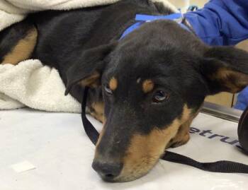 German Shepherd Dog and Mixed Breed Dogs Available for Adoption - CHOPPER | PetCurious