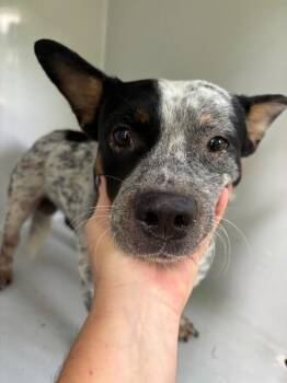 Pepi -  Mixed Breed Dog for Adoption in Mobile, Alabama - Pepi | PetCurious