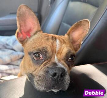 Debbie -  French Bulldog and Boston Terrier Dog for Adoption in Saint Clairsville, Ohio - Debbie | PetCurious