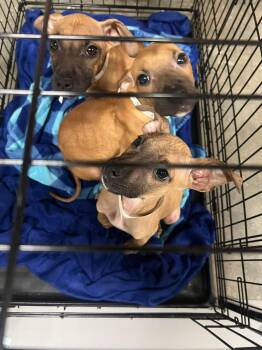 Terrier Dogs Available for Adoption - Ashley | PetCurious